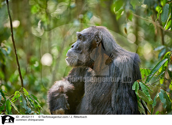 Schimpanse / common chimpanzee / JR-02111