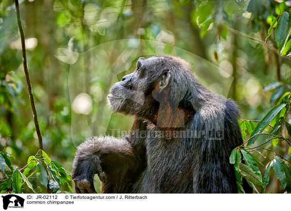 Schimpanse / common chimpanzee / JR-02112
