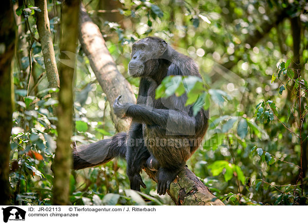 Schimpanse / common chimpanzee / JR-02113
