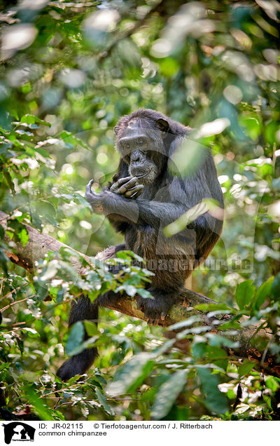 Schimpanse / common chimpanzee / JR-02115