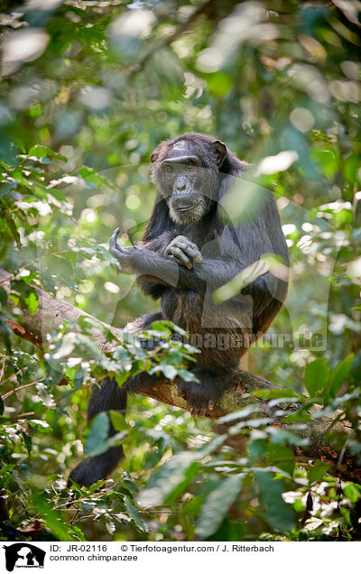 common chimpanzee / JR-02116