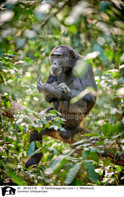 Schimpanse / common chimpanzee / JR-02118
