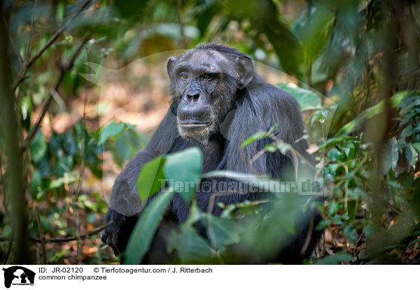 Schimpanse / common chimpanzee / JR-02120