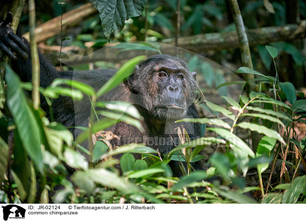 Schimpanse / common chimpanzee / JR-02124