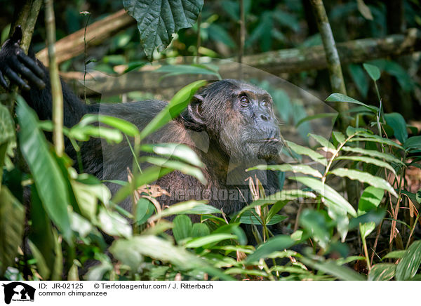 Schimpanse / common chimpanzee / JR-02125