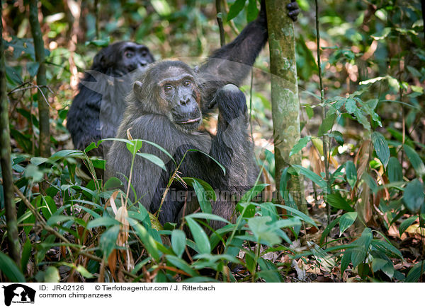 Schimpansen / common chimpanzees / JR-02126