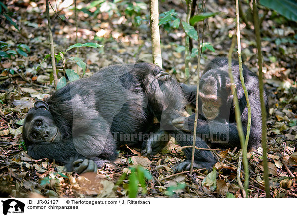 Schimpansen / common chimpanzees / JR-02127