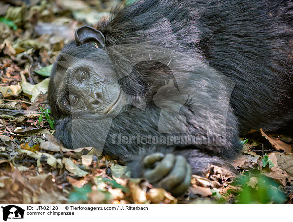 common chimpanzee / JR-02128