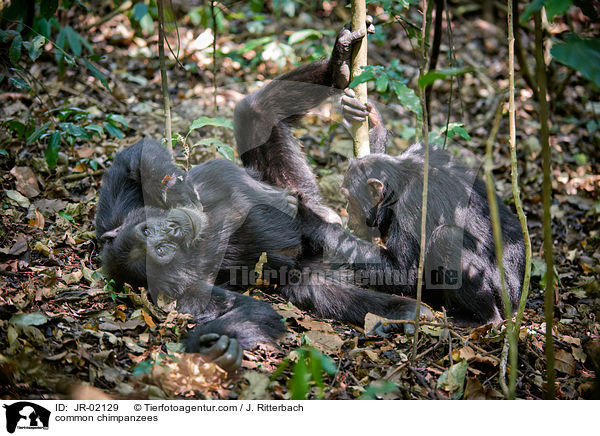 Schimpansen / common chimpanzees / JR-02129