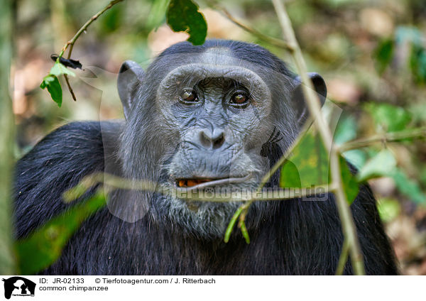 Schimpanse / common chimpanzee / JR-02133
