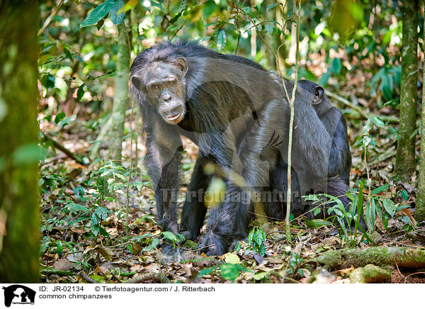 common chimpanzees / JR-02134