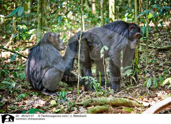 Schimpansen / common chimpanzees / JR-02137