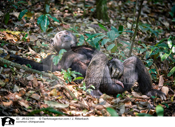 Schimpanse / common chimpanzee / JR-02141
