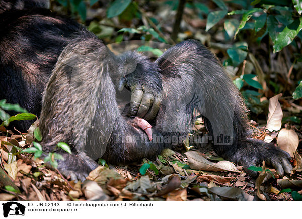 common chimpanzee / JR-02143