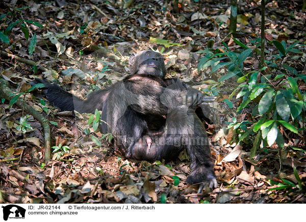 Schimpanse / common chimpanzee / JR-02144