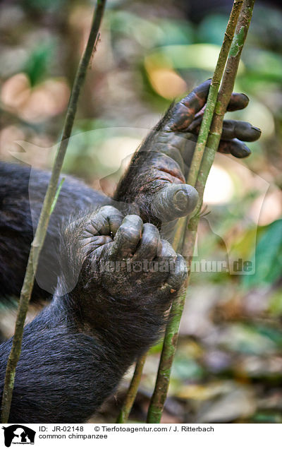common chimpanzee / JR-02148