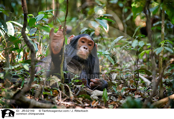 Schimpanse / common chimpanzee / JR-02149