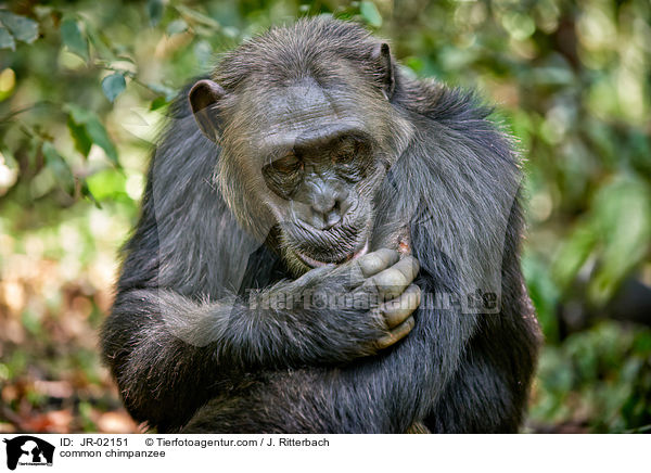 Schimpanse / common chimpanzee / JR-02151