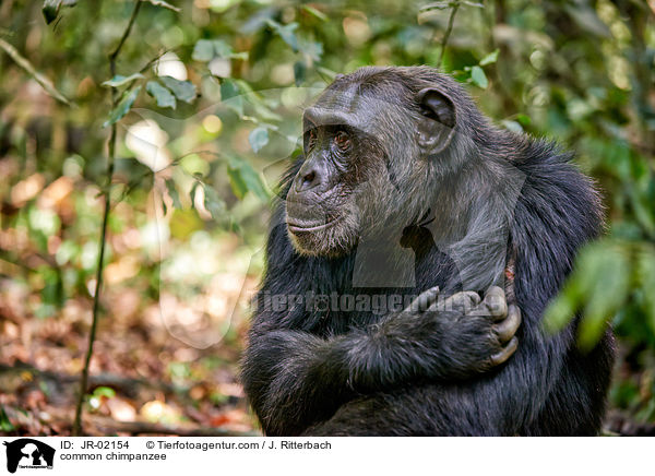 Schimpanse / common chimpanzee / JR-02154