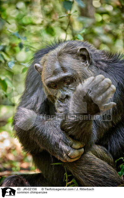 Schimpanse / common chimpanzee / JR-02156