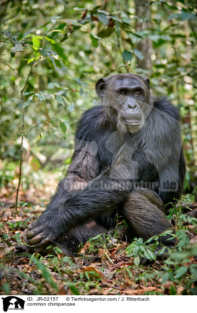 common chimpanzee / JR-02157