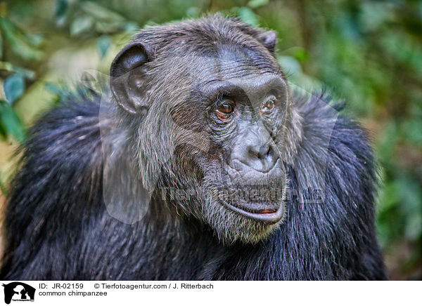 Schimpanse / common chimpanzee / JR-02159