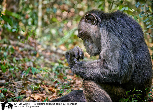 Schimpanse / common chimpanzee / JR-02161