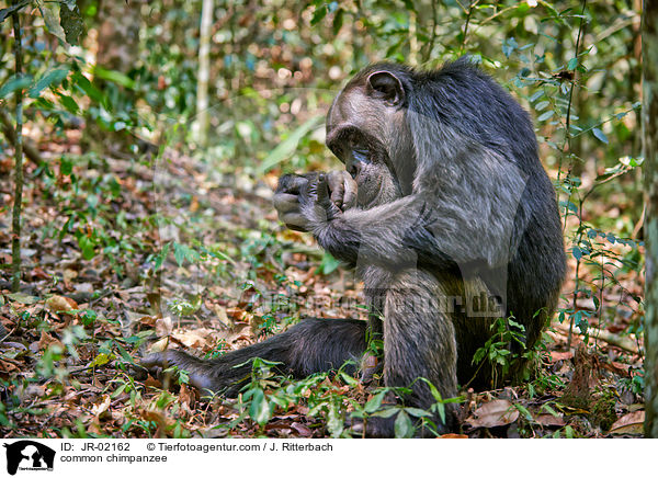 Schimpanse / common chimpanzee / JR-02162