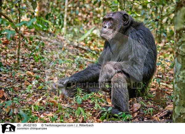 Schimpanse / common chimpanzee / JR-02163