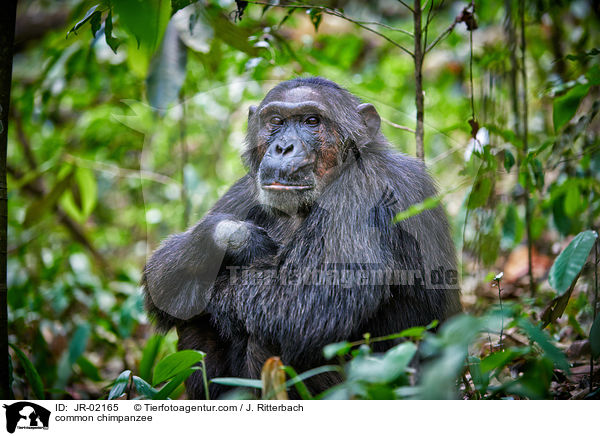 common chimpanzee / JR-02165