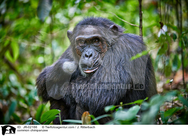 Schimpanse / common chimpanzee / JR-02166