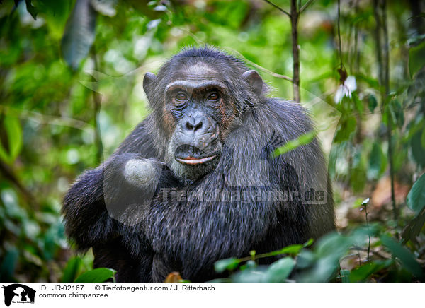 common chimpanzee / JR-02167