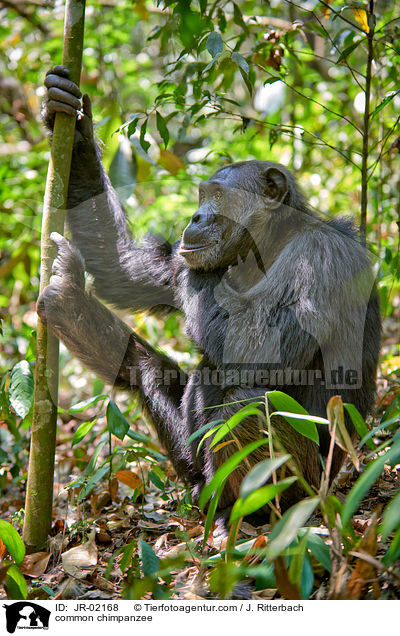 common chimpanzee / JR-02168