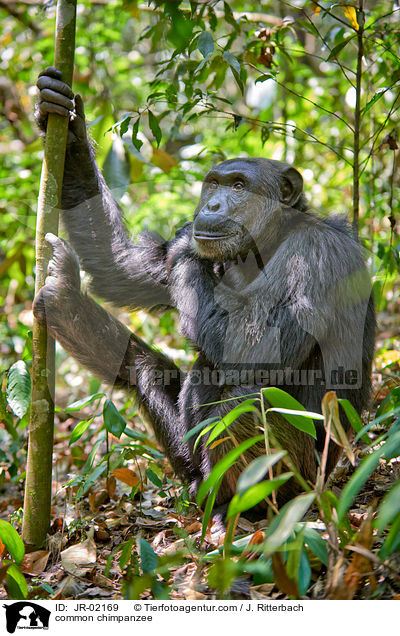 Schimpanse / common chimpanzee / JR-02169