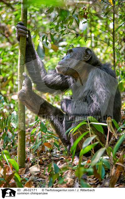 Schimpanse / common chimpanzee / JR-02171