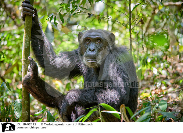 common chimpanzee / JR-02172
