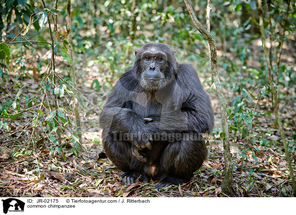 Schimpanse / common chimpanzee / JR-02175