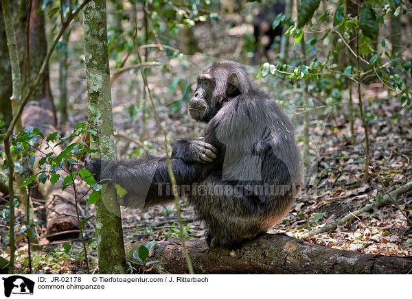 Schimpanse / common chimpanzee / JR-02178