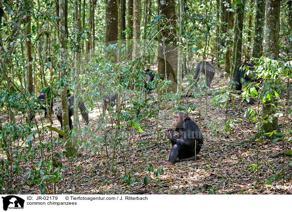 Schimpansen / common chimpanzees / JR-02179