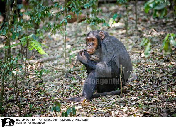 Schimpanse / common chimpanzee / JR-02180