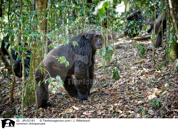 Schimpanse / common chimpanzee / JR-02181