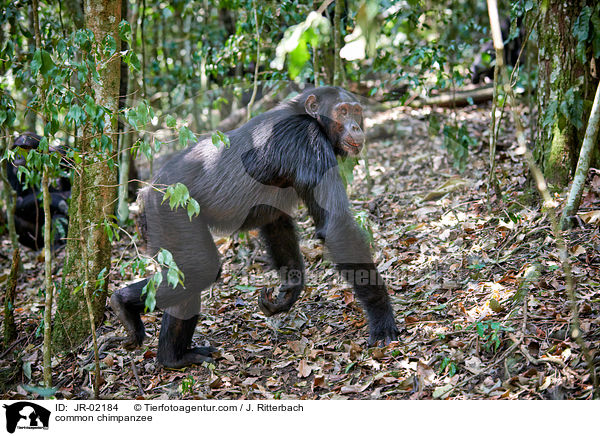 Schimpanse / common chimpanzee / JR-02184