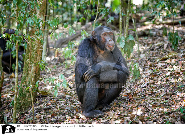 Schimpanse / common chimpanzee / JR-02185