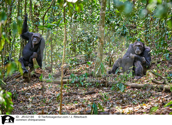 Schimpansen / common chimpanzees / JR-02186
