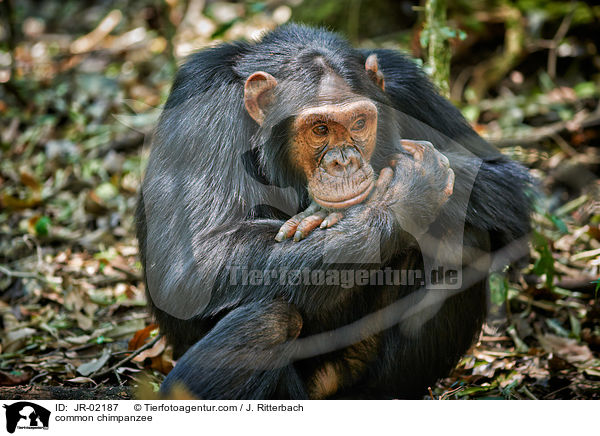 Schimpanse / common chimpanzee / JR-02187