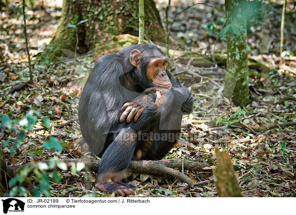 Schimpanse / common chimpanzee / JR-02189