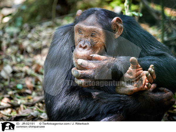 Schimpanse / common chimpanzee / JR-02191