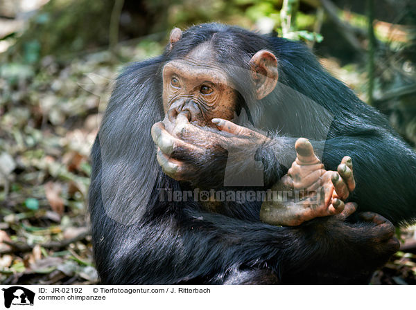Schimpanse / common chimpanzee / JR-02192