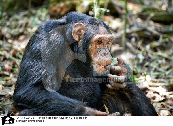 Schimpanse / common chimpanzee / JR-02193