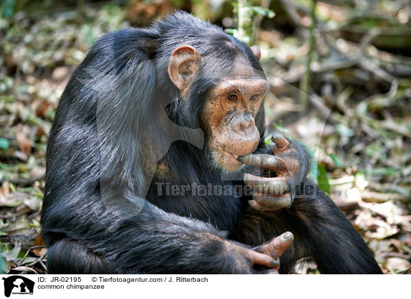 Schimpanse / common chimpanzee / JR-02195
